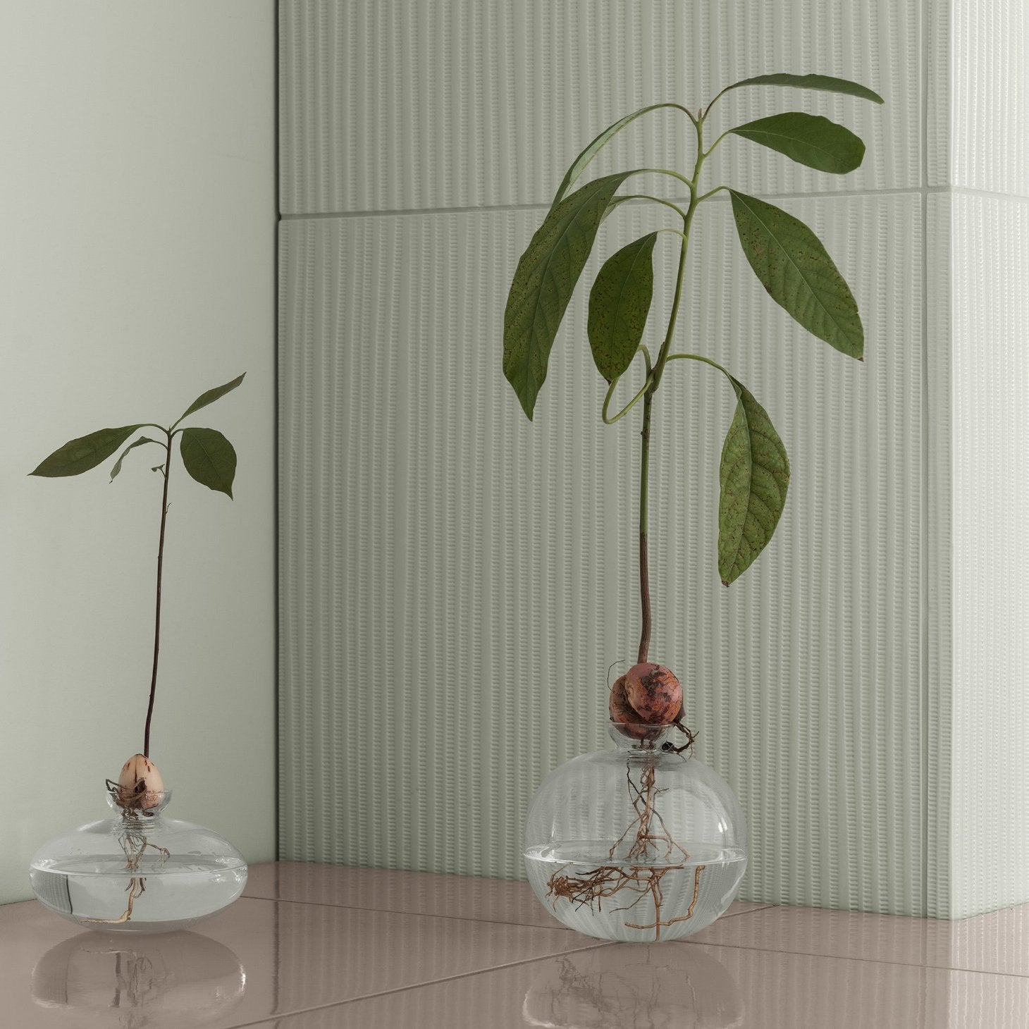 polished marble floor with two clear AVO vases from blomus with avocado trees rooted in the water